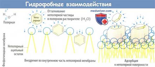 Гидрофообные взаимодействия лекарства с рецептором