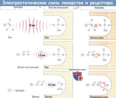 Электростатическая связь лекарства с рецептором