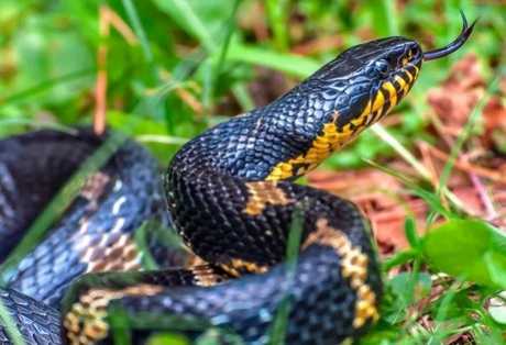 Профилактика и правила поведения при укусах змей