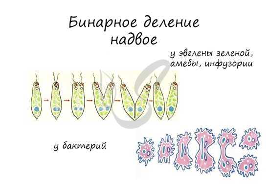 Бинарное деление надвое