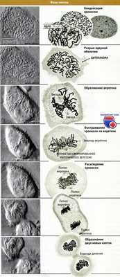 Фазы митоза
