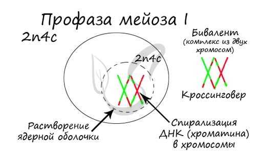 Профаза мейоза I