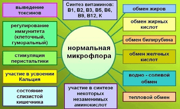Функции нормальной микрофлоры