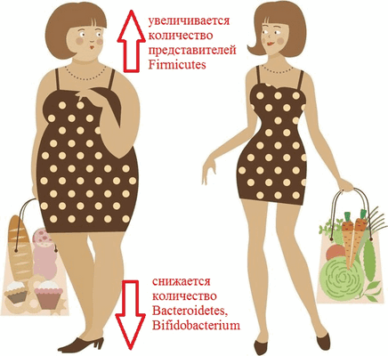 Состав микрофлоры кишечника тучного человека