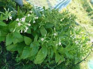 Цветение табака