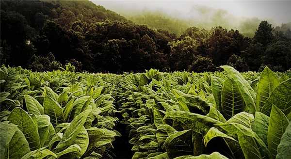 Даже если все бросят курить, табак человечеству еще пригодится