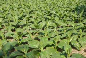 Выращивание табака в поле