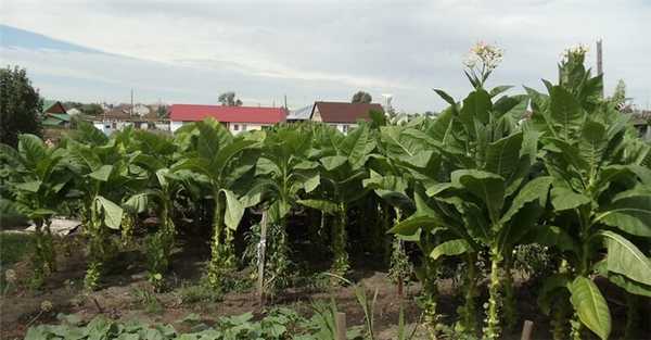 Особенности выращивания табака