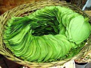 Листья табака