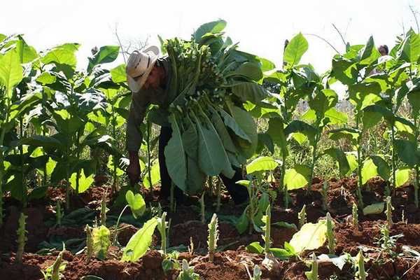 И еще про болезни. Табак лечит очень много болезней и даже проводились довольно успешные исследования на раковых клетках