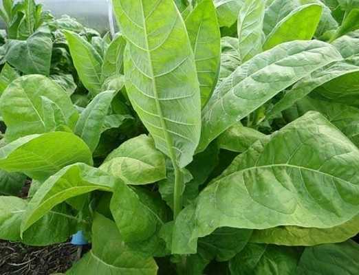 Табак в сельском хозяйстве