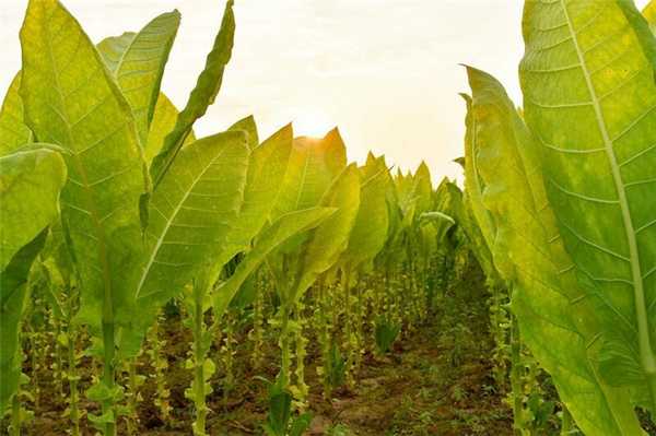 Вот некоторые выдержки из научных книг нашего прошлого