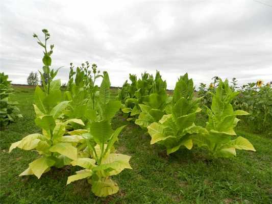 Еще одно применение - семена табака содержат 30-35% жирного масла, пригодного для технических целей