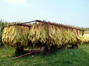 Сушка табака