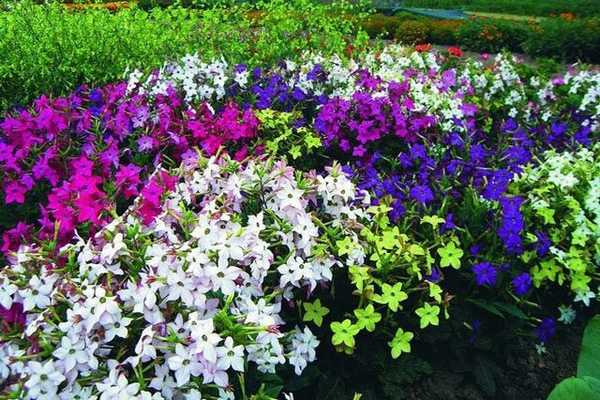 Популярным декоративным растением является Табак крылатый, но сейчас известно 75-ть сортов табака, отличающихся внешне друг от друга: одни с красными или карминовыми цветками, другие с кремовыми или розоватыми, третьи - с желтыми или белыми