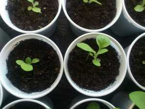 Рассада табака в отдельник горшочках