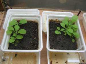 Зимняя высадка табака