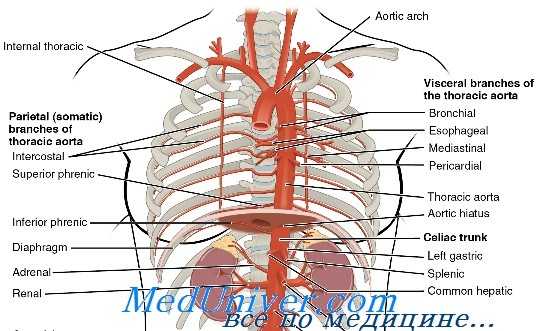 травма сосудов грудной полости