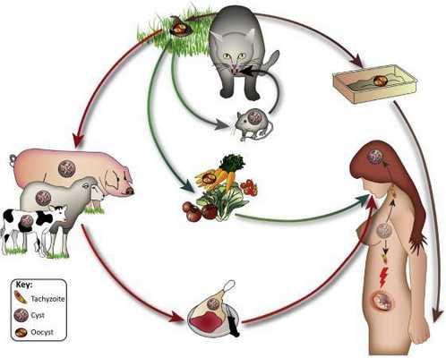 Пути передачи токсоплазмоза