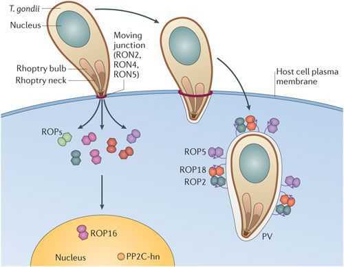 Проникновение трофозоита в клетку
