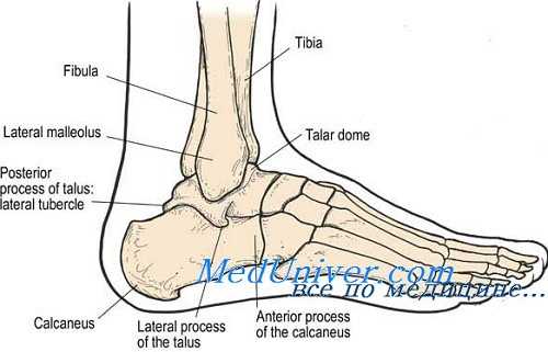 строение стопы