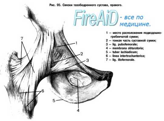 тазобедренный сустав