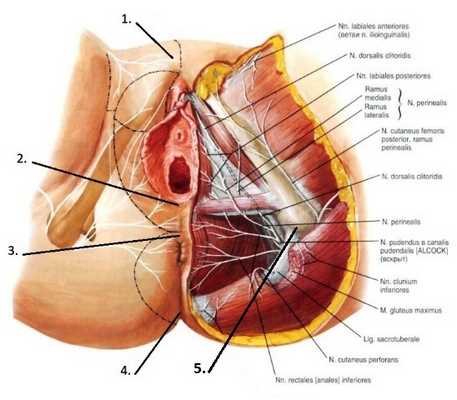 Женская промежность