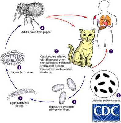 Механизм передачи инфекции
