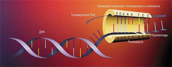 Схема строения теломеразы, фермента, который «пришивает» новые нуклеотиды к укорачивающимся при делении клетки теломерным участкам ДНК