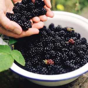 Употребление ягод ежевики