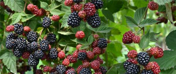 Ягоды ежевики