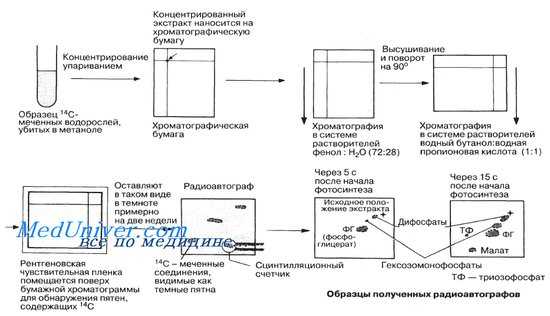 Темновые реакции фотосинтеза. Опыты Кальвина.
