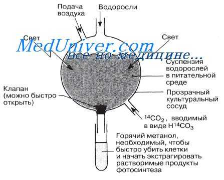 Темновые реакции фотосинтеза. Опыты Кальвина.