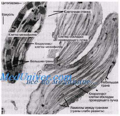 Путь Хэтча-Слэка.