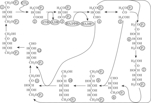 Цикл Кальвина