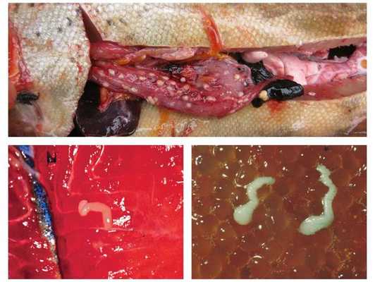 Личинки лентеца в рыбе и икре