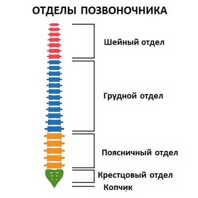 Отделы позвоночника.jpg