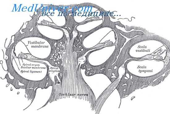 теория звуков