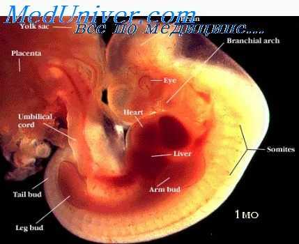 патология эмбрионов