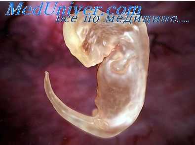 аномалии эмбрионов