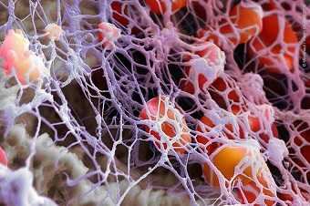 Фибриноген