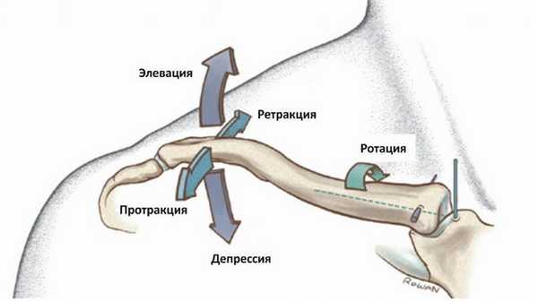 Анатомия акромиально-ключичного сустава