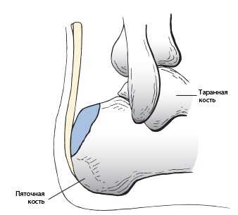пяточная кость