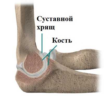 Суставной хрящ локтевой сустав
