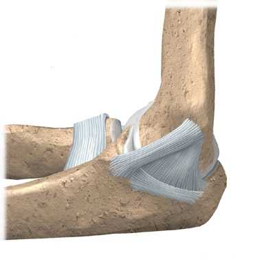 Связки локтевого сустава