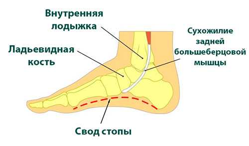 анатомия сухожилия задней большеберцовой мышцы