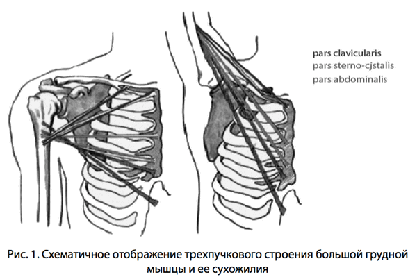 Рис. 1. Схематичное отображение трехпучкового строения