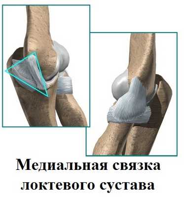 медиальная коллатеральная связка локтевого сустава