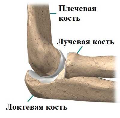 Локтевой сустав анатомия 2