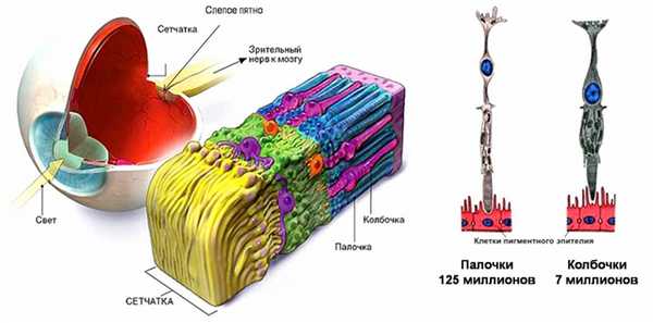 Роль сетчатки в строении глаза